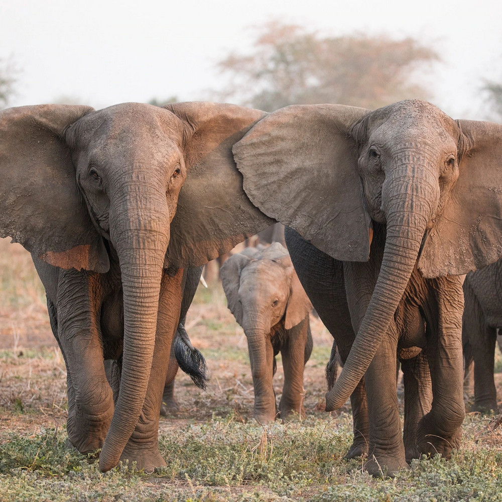 Как изменился средний размер бивней слонов за последние полтора столетия?