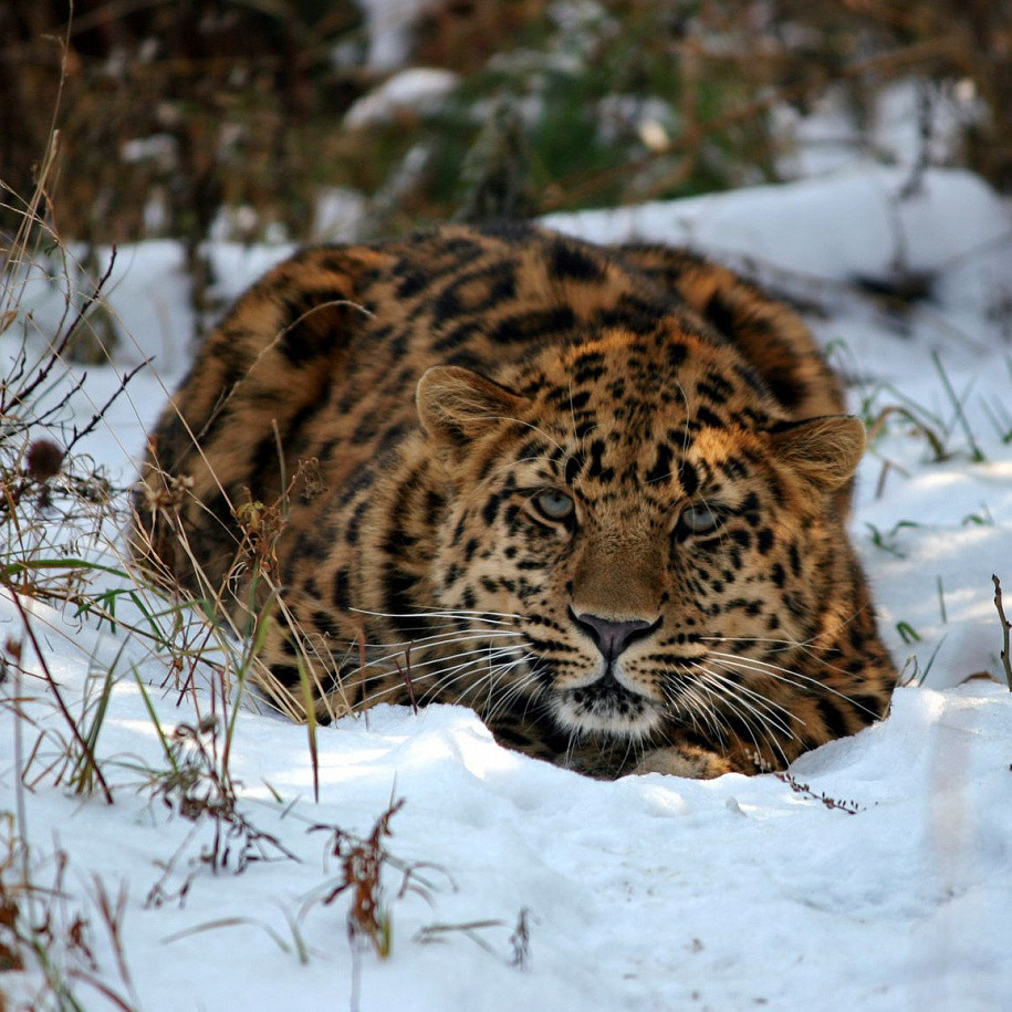 Какое правило нарушают дальневосточные леопарды?
