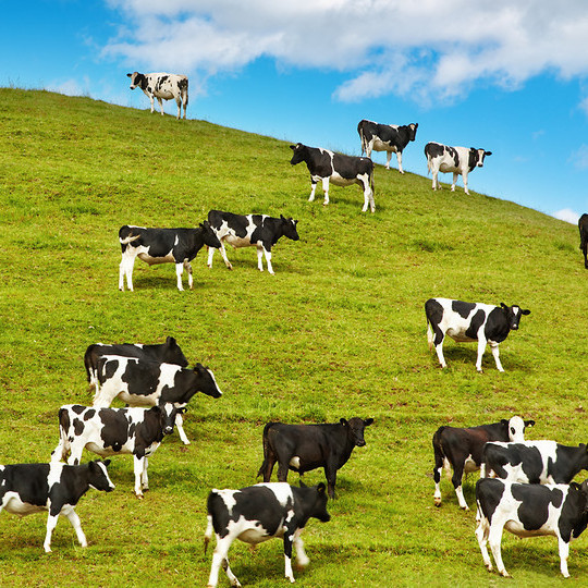 В каком направлении обычно ориентируются коровы и олени на пастбищах?