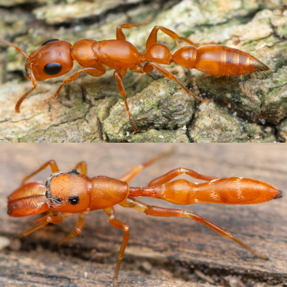 Для чего множество видов насекомых и пауков мимикрируют под муравьёв?
