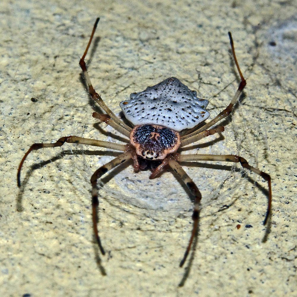 Для чего самцы некоторых пауков откусывают сами себе половые органы?
