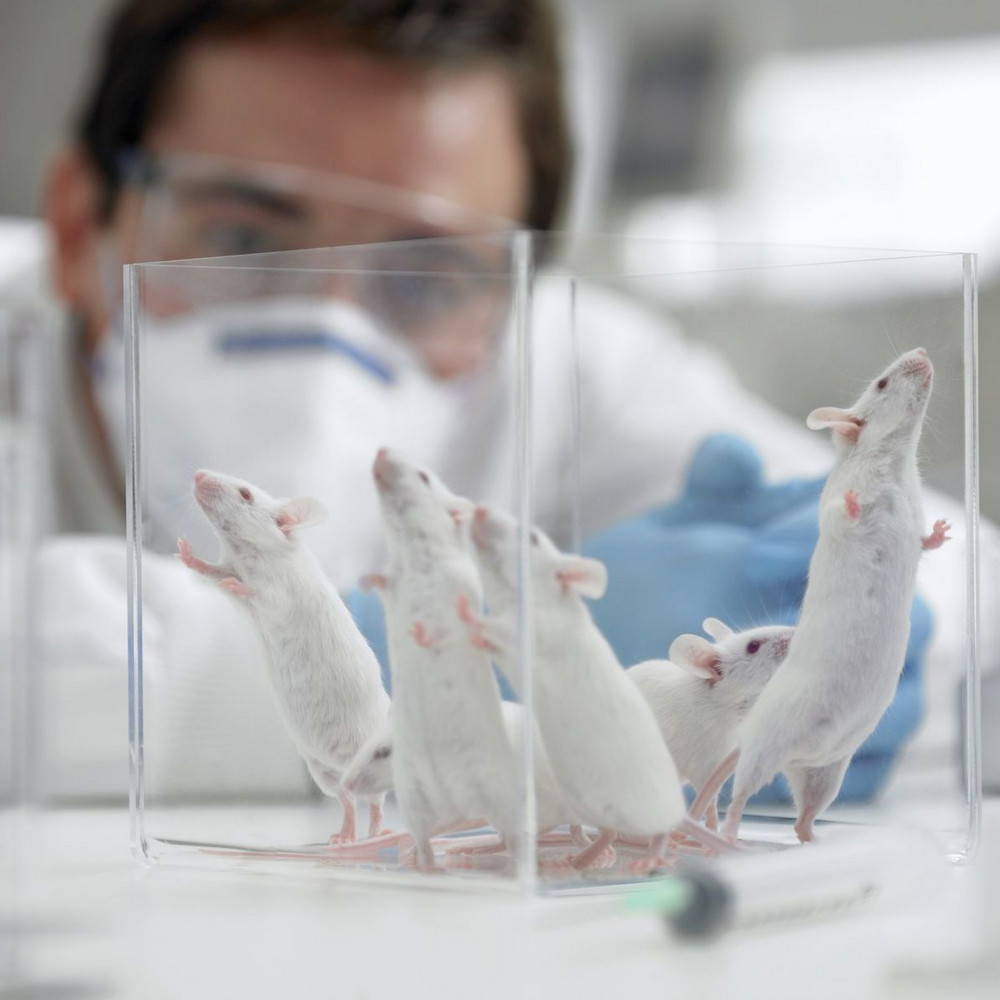 Как влияет пол учёного на результаты экспериментов с лабораторными мышами?