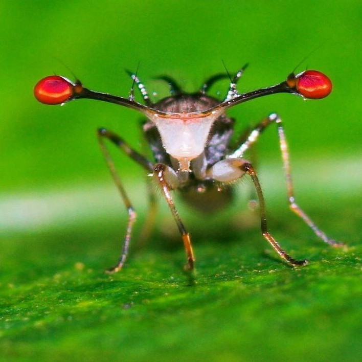 У каких насекомых самки выбирают самцов для спаривания строго по длине глазных стебельков?