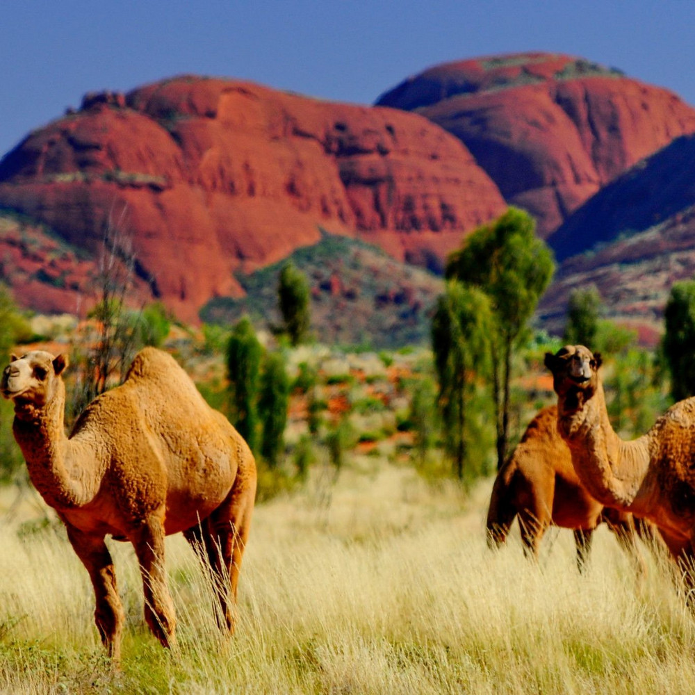 На каком континенте самая большая популяция диких верблюдов?
