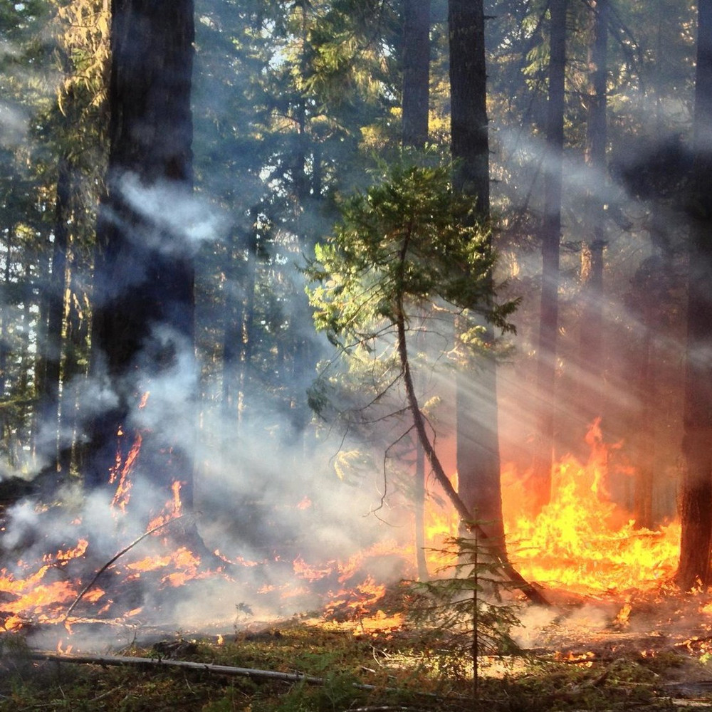 Как влияет хозяйственная деятельность человека на интенсивность лесных пожаров?