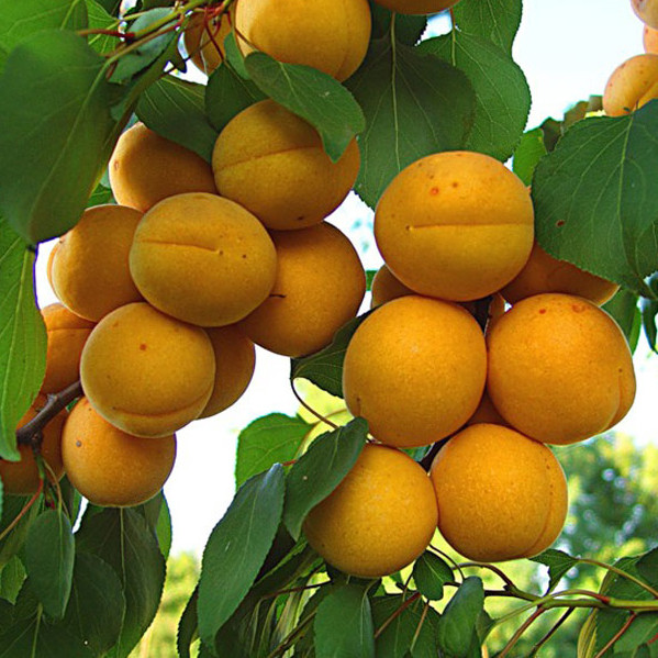 Какие фрукты известны европейцам как армянские яблоки?