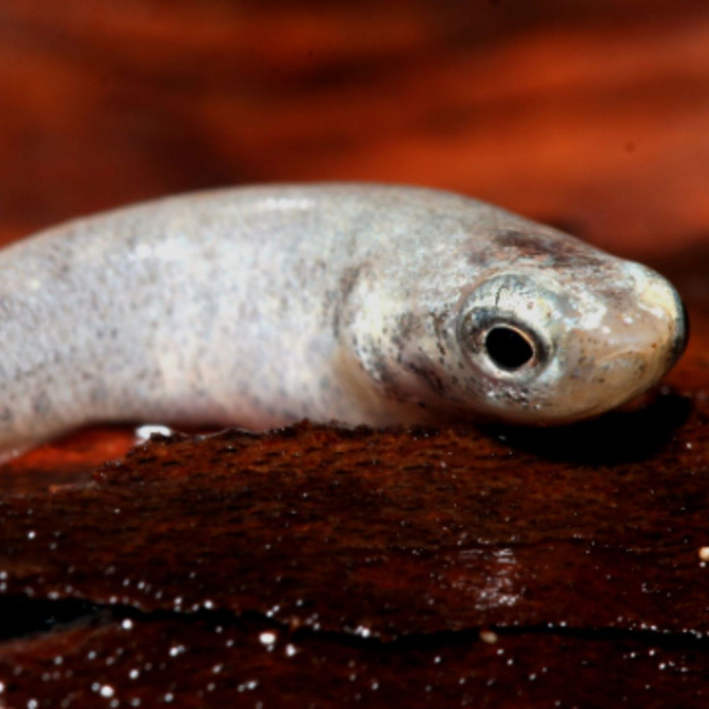 Какие не двоякодышащие рыбы могут проводить более двух месяцев на суше?