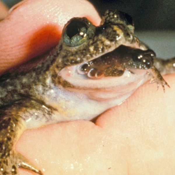 Какие лягушки умели вынашивать потомство в своём желудке?