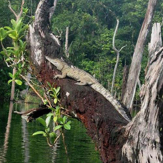 На какую высоту крокодилы могут лазать по деревьям?