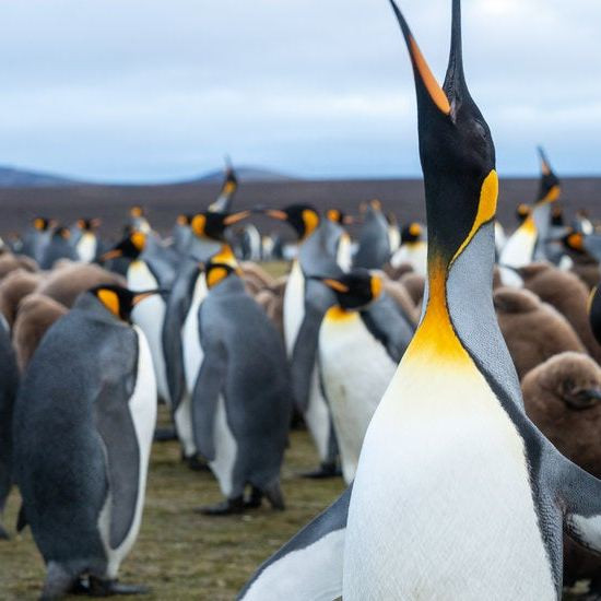 Каким образом пингвины «помогали» китобоям на Фолклендских островах?