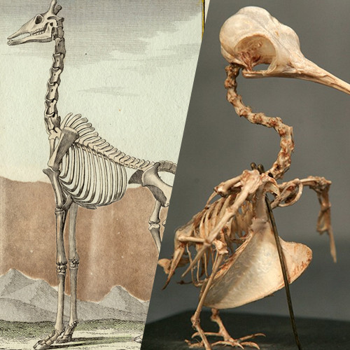 Каких частей скелета у колибри в два раза больше, чем у жирафа?