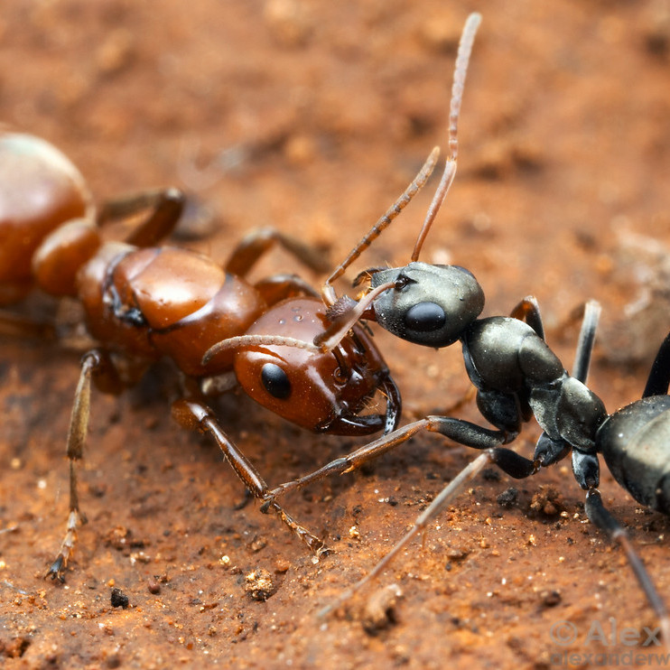 Какие виды муравьёв не могут даже самостоятельно питаться без помощи других муравьёв-рабов?