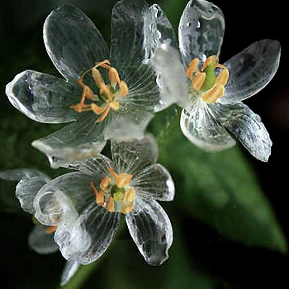 У какого растения цветки становятся прозрачными после дождя?
