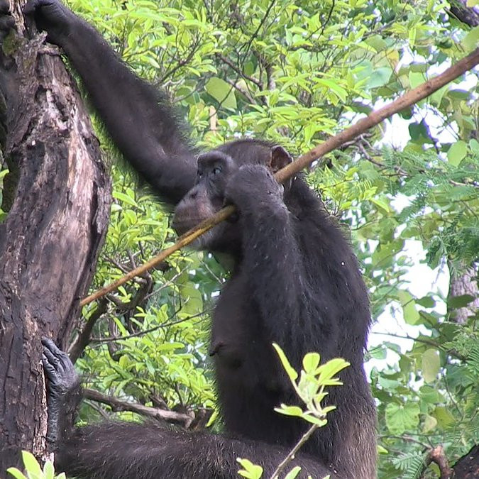 На кого охотятся шимпанзе, используя деревянные подобия копий?