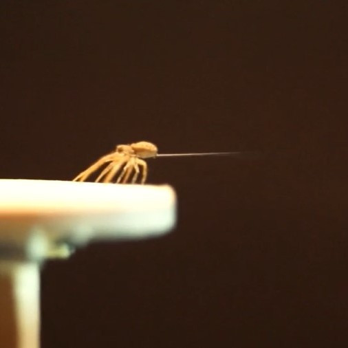 Каким образом пауки перемещаются по воздуху на огромные расстояния?
