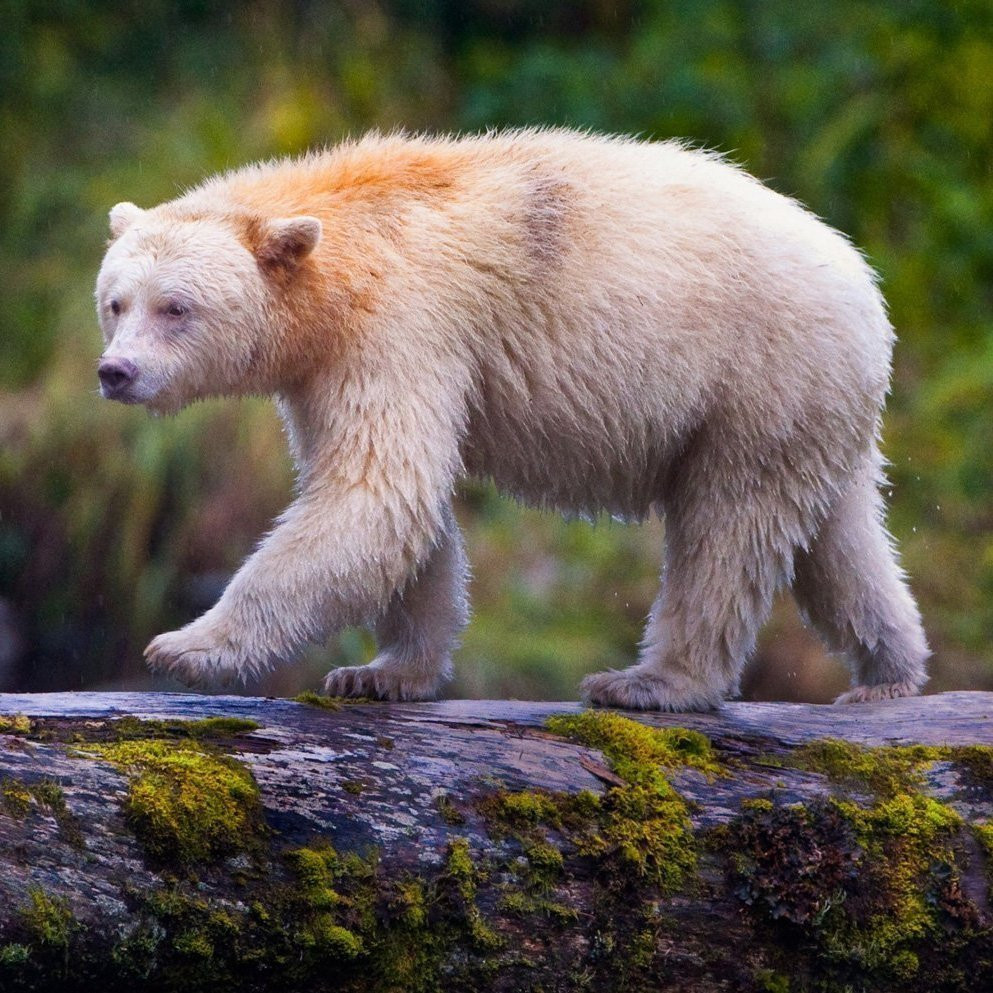 Где обитают медведи с белым мехом, не являющиеся родственниками полярным медведям?