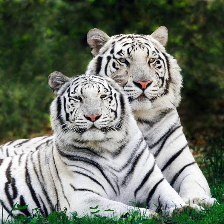 Почему тигры иногда рождаются с белым мехом?