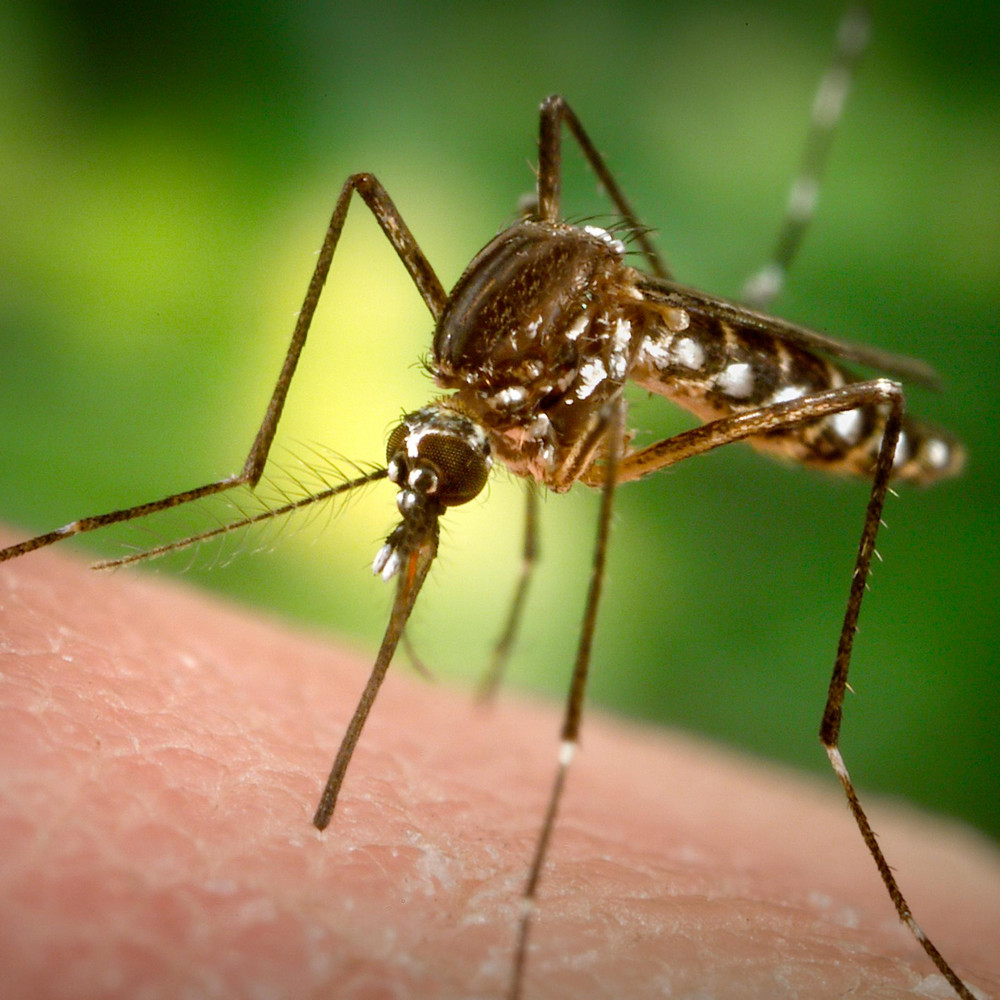 Сколько инструментов использует комар в ходе одного укуса?