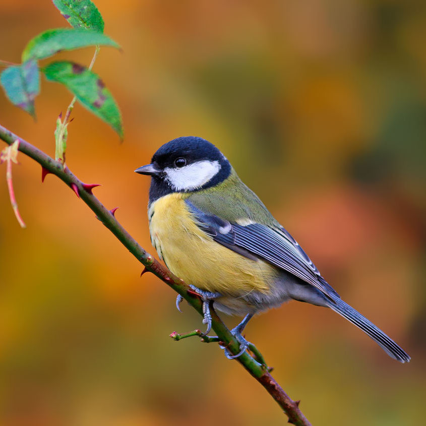 Почему мы называем чёрно-жёлтых птиц синицами?