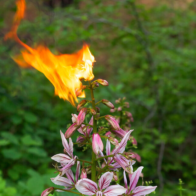 Какое растение способно самовозгораться, при этом оставаясь целым?