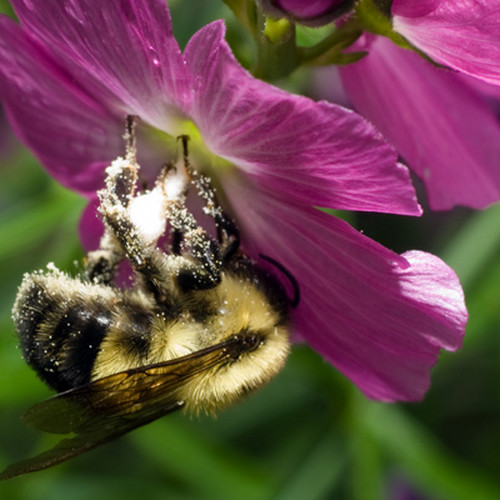 Какую информацию могут извлекать пчёлы из электрического поля цветов?