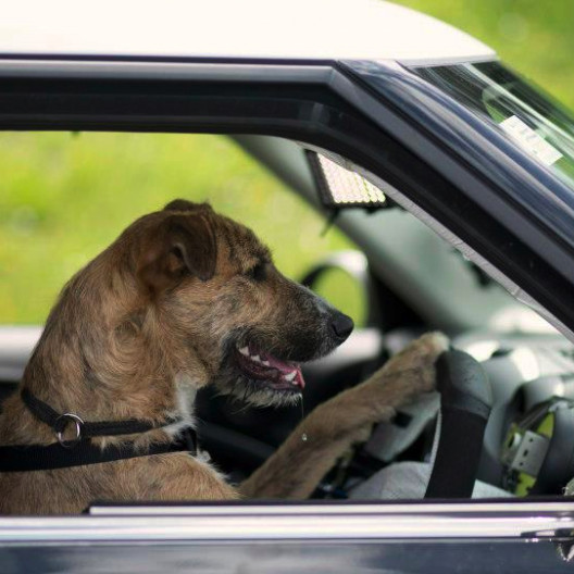 Кто и каким образом научил собак водить машину?