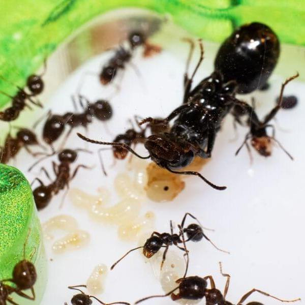 Каким образом муравьи выбирают королеву из нескольких претенденток?