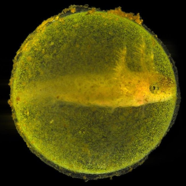 Какие животные откладывают яйца, в которых вместе с эмбрионом живут зелёные водоросли?