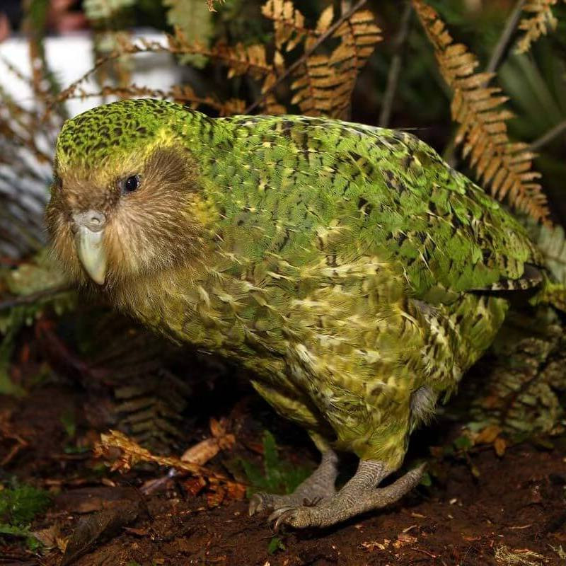 Какие эволюционные изменения характерны для всех птиц, попадающих на острова?