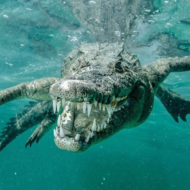 Зачем крокодилы глотают камни?