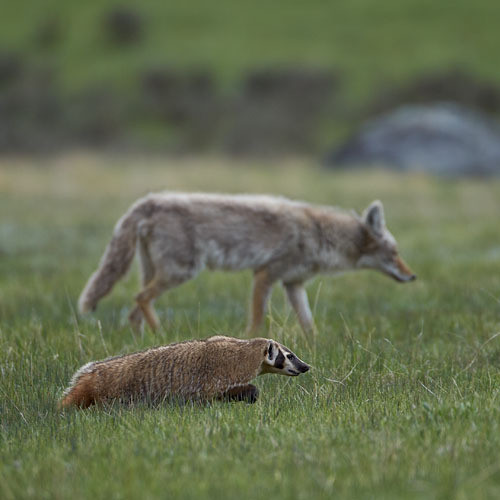 Каких животных койоты используют как союзников при охоте на норных грызунов?