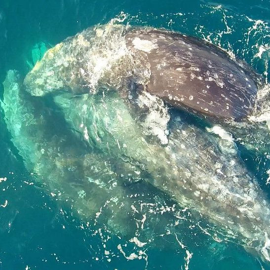 Почему серые киты спариваются в группах по трое особей?