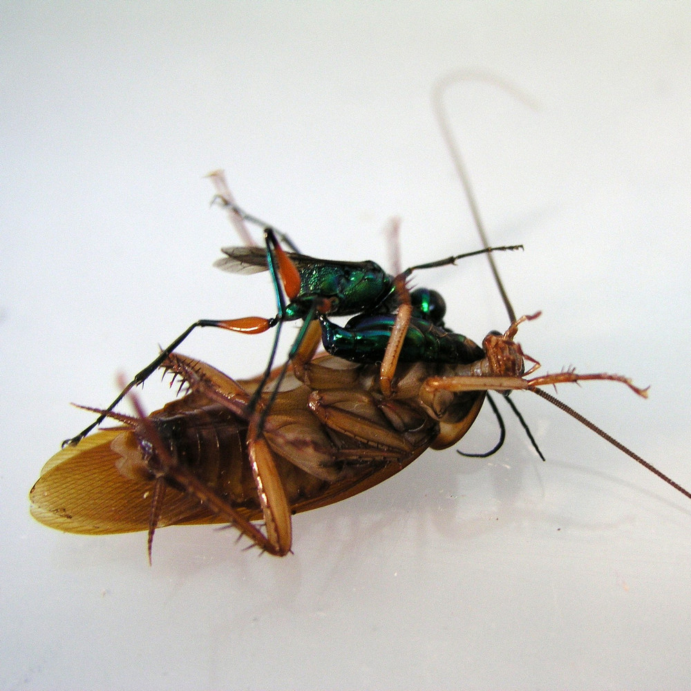 Какие насекомые охотятся на тараканов путём их зомбирования?