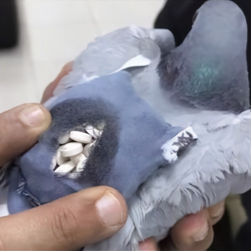 Каким образом голуби помогают медикам и наркодельцам?