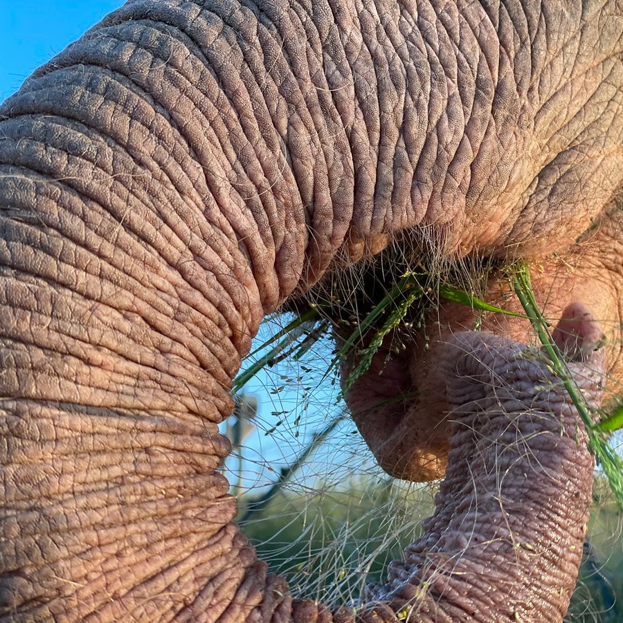 Каким образом волосы на теле слона способствуют терморегуляции?