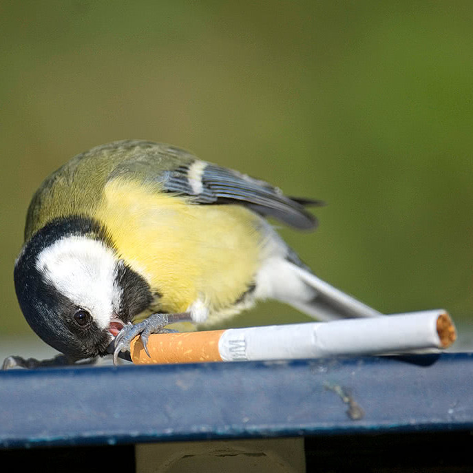 Каким видом мусора городские птицы отпугивают паразитов в своих гнёздах?