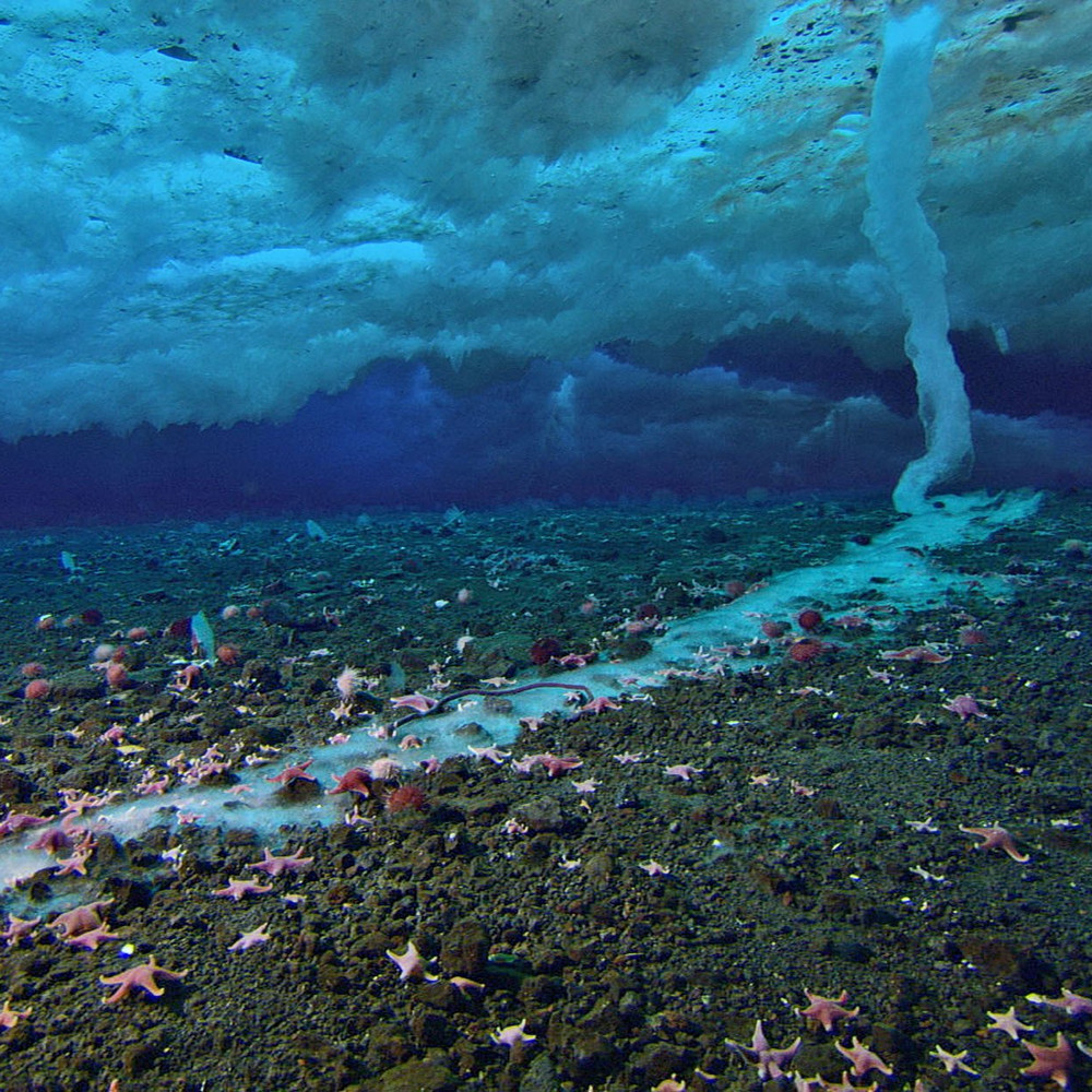 Каким образом под толщей морского льда могут возникать сосульки, доходящие до дна моря?