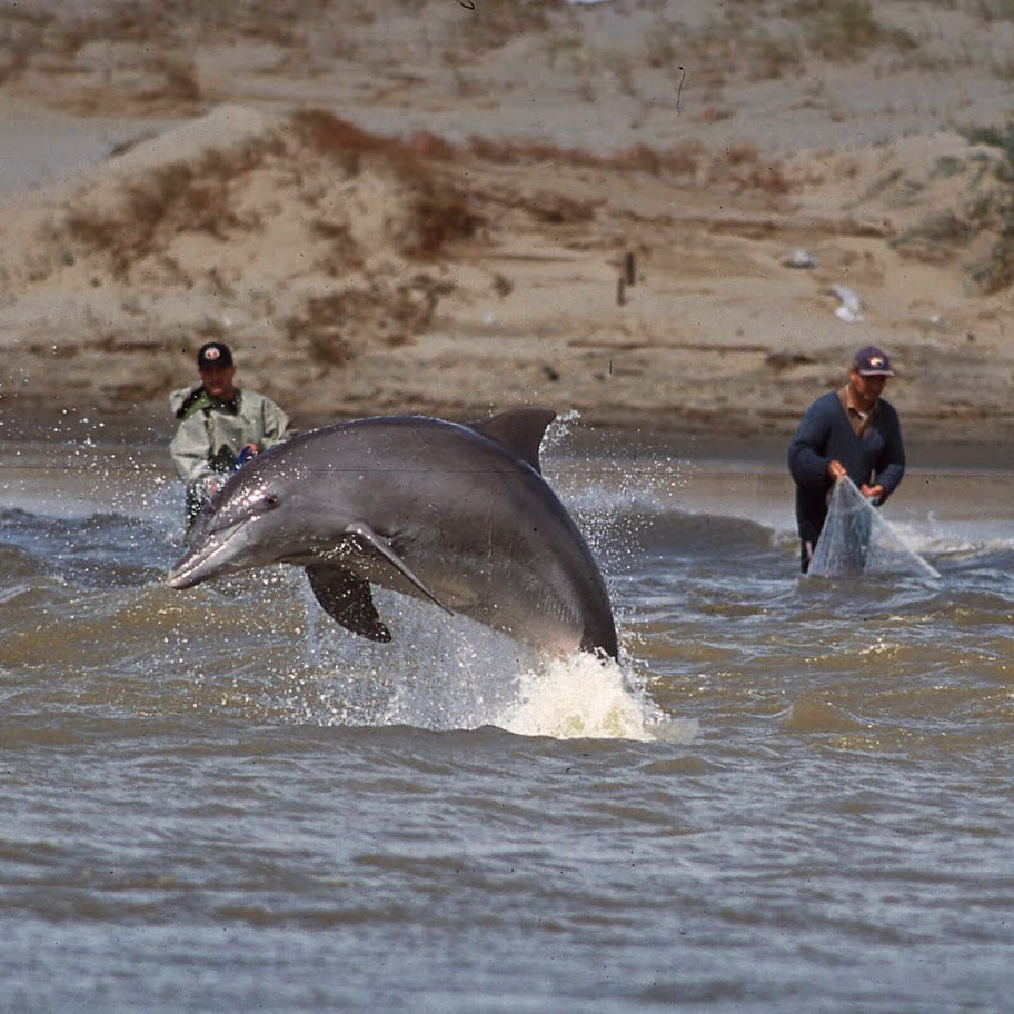 Каким образом дельфины помогают ловить рыбу бразильским рыбакам?