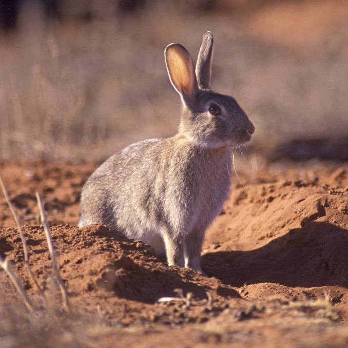 Каким образом и насколько успешно в Австралии борются с кроликами?