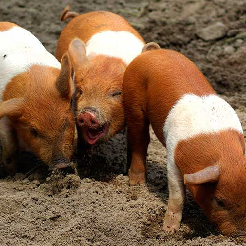 Где выращивают «протестную» породу свиней, рисунком напоминающую национальный флаг?