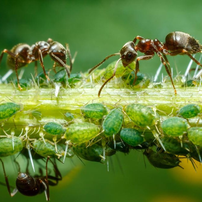 Каких животных разводят и доят муравьи?