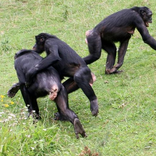 По какой части тела шимпанзе узнают друг друга лучше, чем по лицу?