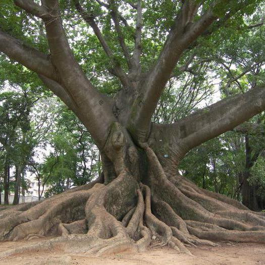 Какое дерево может останавливаться в росте на период более двадцати лет, ожидая свой шанс?