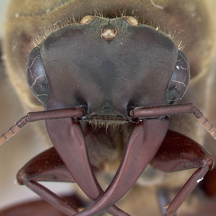 Какие насекомые могут использоваться при порезах вместо хирургических швов?