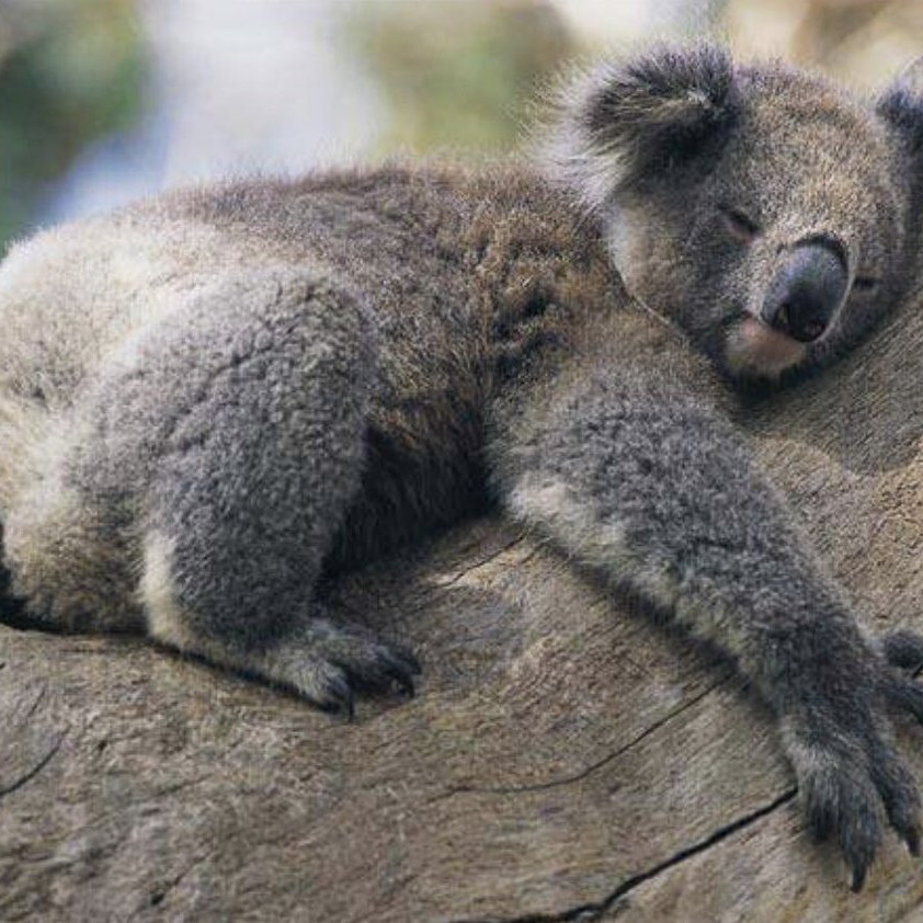 От чего зависит сила обнимания коал с деревьями?
