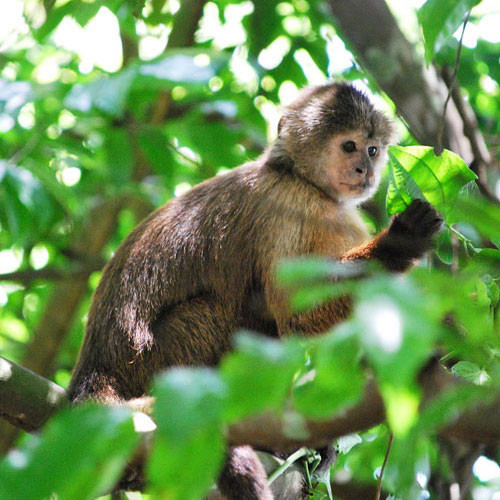 Какой репеллент от комаров используют южноамериканские обезьяны-капуцины?