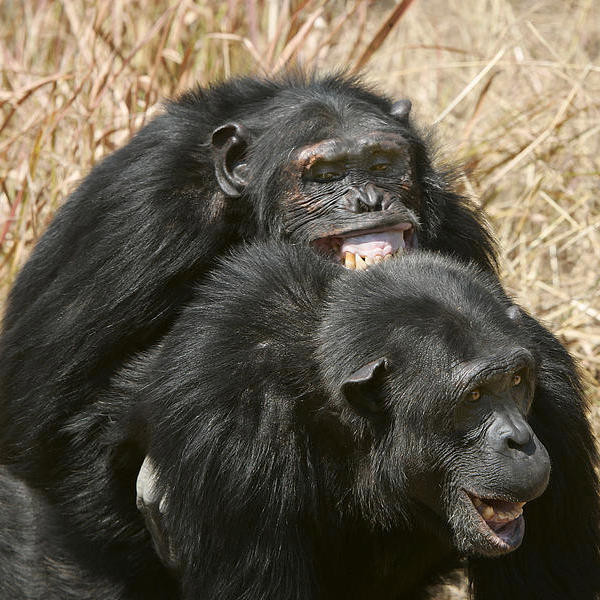 Почему самцы шимпанзе предпочитают старых самок молодым?