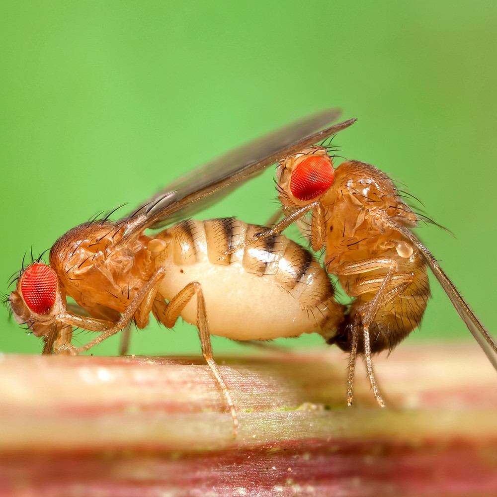 Какие насекомые склонны компенсировать любовные неудачи алкоголем?