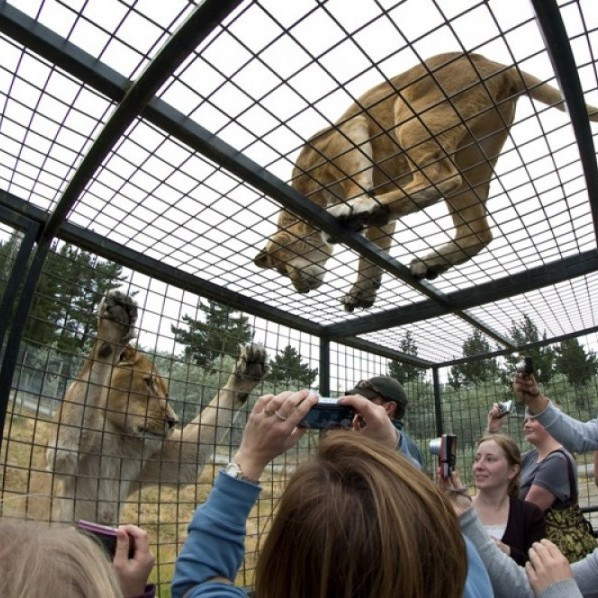 Где можно почувствовать себя словно в зоопарке, в котором посетителями являются львы?