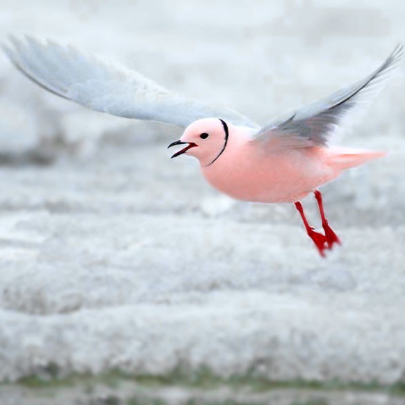 Какие птицы северного полушария отправляются на зимовку на север?